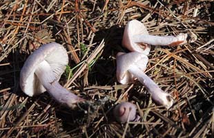has pale violet colors and the typical pointed cap of the genus. Inocybe lilacina.